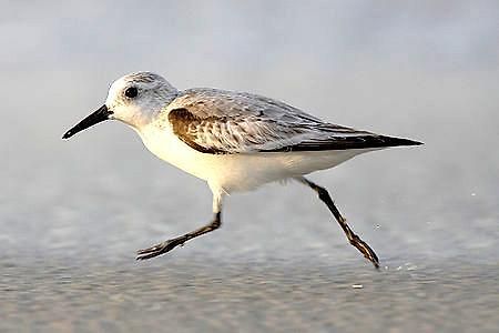 Strandlaeufer Zempin Ngoại thất bức ảnh
